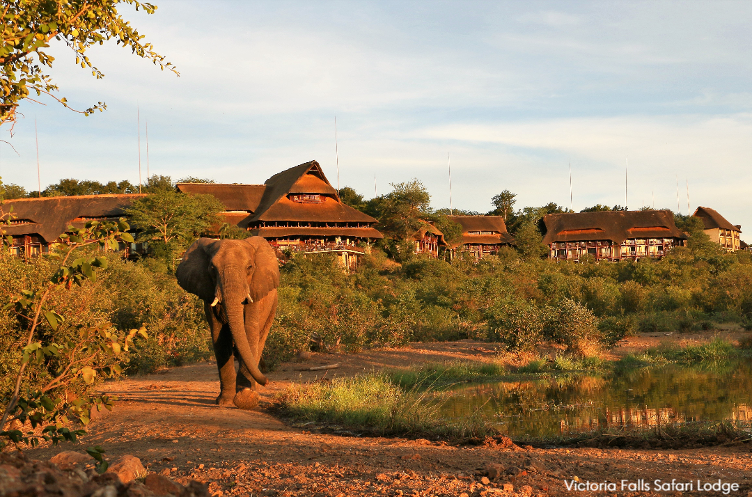 VFSL Exterior and elephant